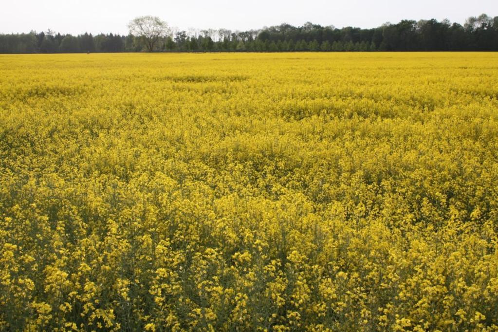 Naturferne Monokultur: Rapsfelder