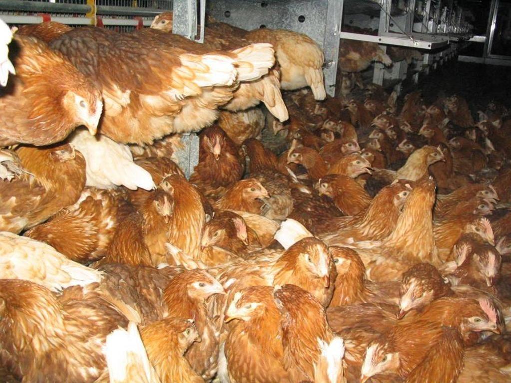 Massentierhaltung für billiges Fleisch