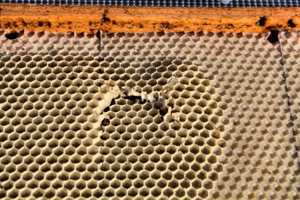 Schadbild von Wachsmottenbefall im Bienenstock