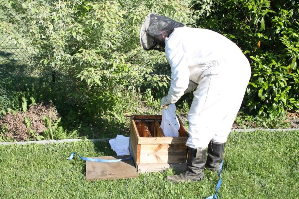 Imker beim Einfangen eines Bienenschwarms