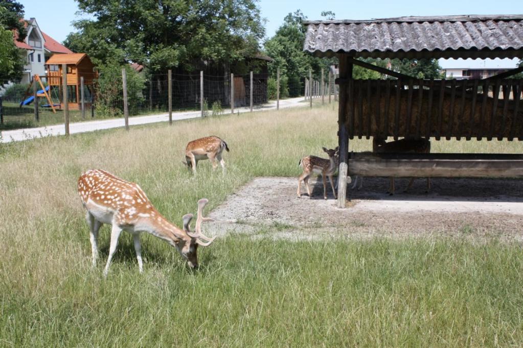 Viele Tiere können gefahrlos bewundert werden